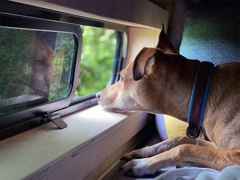 AM Auto  - Universal - Driver Side - Bunk Window - Half Slider w/ Screen - 30 3/4" x 9 1/2"